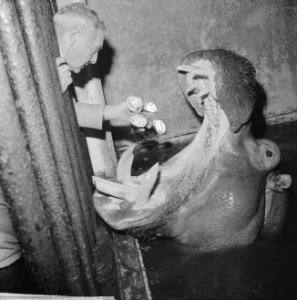 Nijlpaard in Artis eet oliebollen, Bestanddeelnr 914-6567