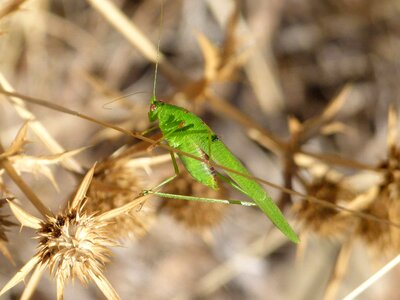 Green grasshopper insect arthropod