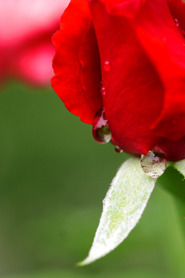 Rain red rose flower