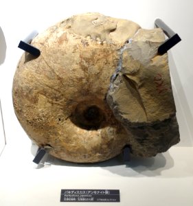 Pachydiscus japonicus - National Museum of Nature and Science, Tokyo - DSC06970