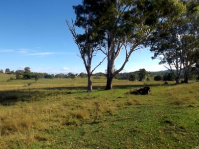 Paddocks along Tamrookum Creek Road at Tamrookum Creek, Queensland 2 photo