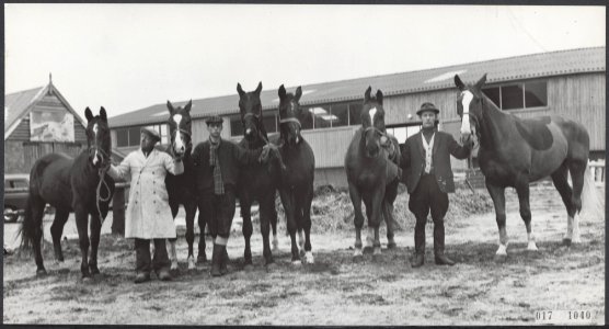 Paarden, huwelijken, Beldman T, Bestanddeelnr 017-1040