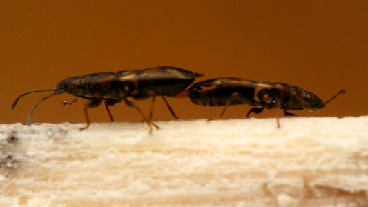 Oxycarenus modestus - KierscheWieden20150308 49