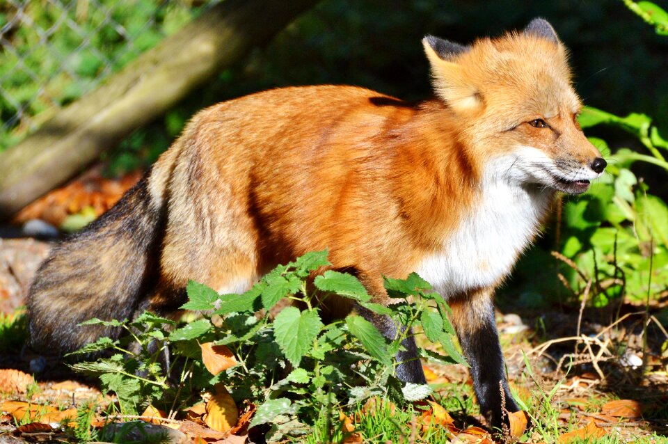 Reddish fur fur wild animal