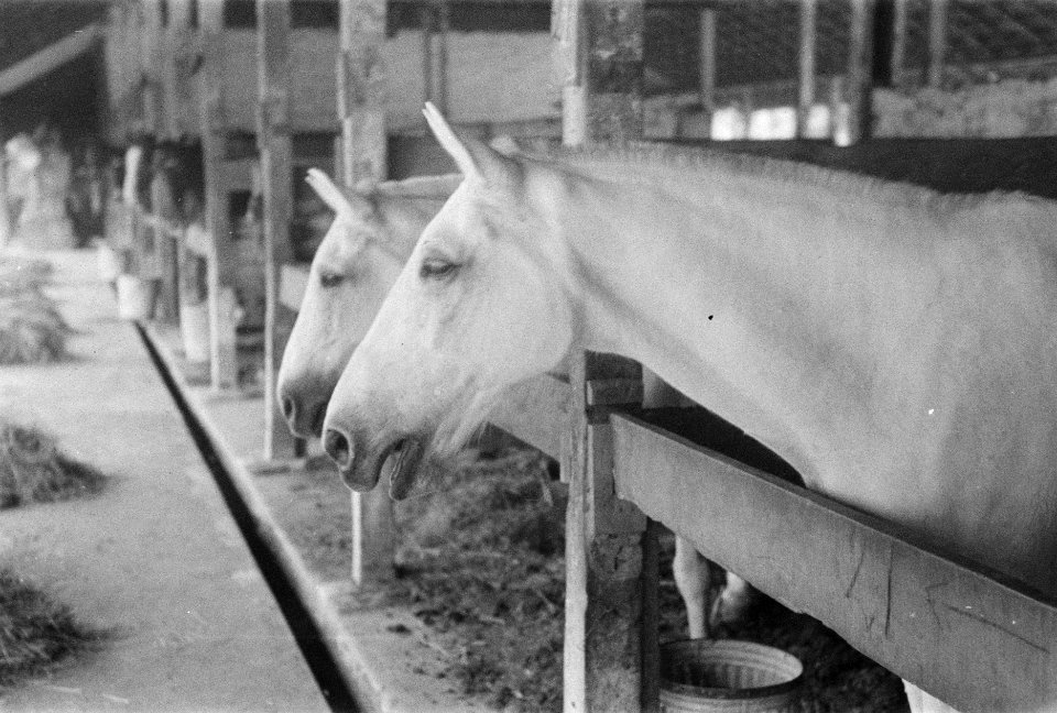 Paarden in de stallen, Bestanddeelnr 3-4-4