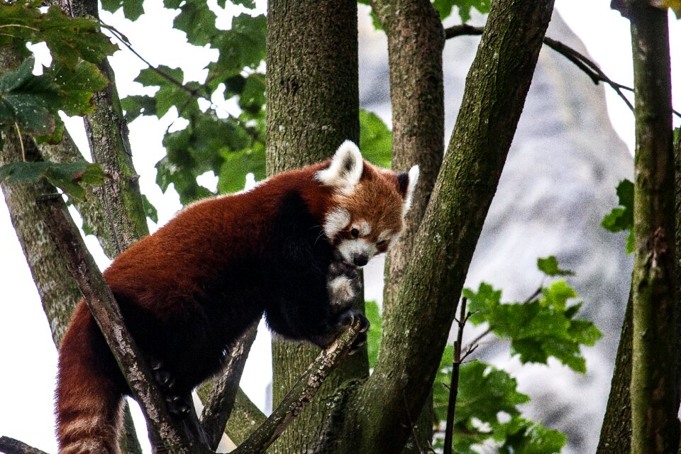 Nature cute bamboo