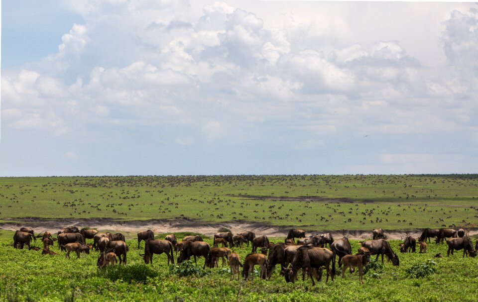 Wildlife zebra wildebeeste