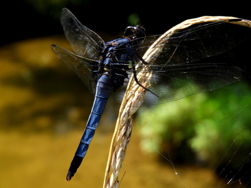 Orthetrum triangulare melania,2017-07-20-c