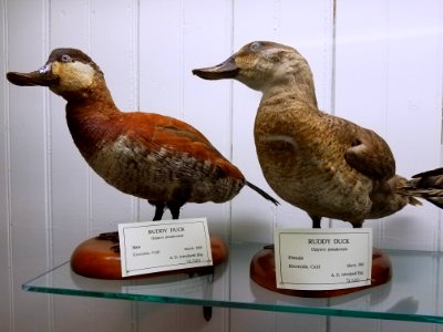 Oxyura jamaicensis, male and female - Pember Library and Museum - Granville, New York - 20180224 143023