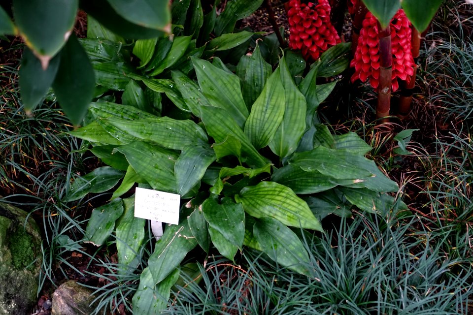 Orchidantha maxillarioides - Botanischer Garten - Heidelberg, Germany - DSC01154