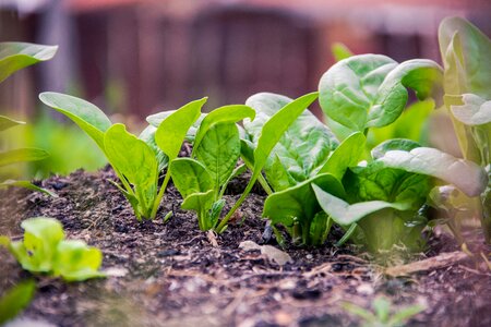 Vegan spinach planning