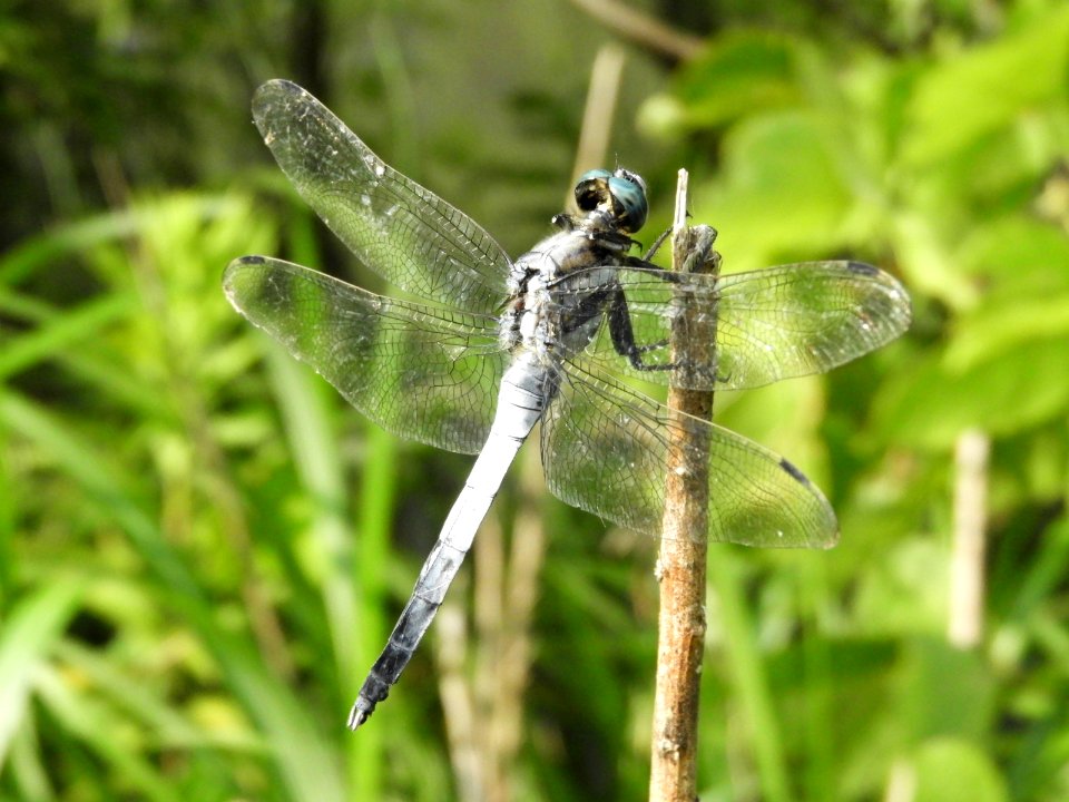 Orthetrum albistylum speciosum,2017-07-16