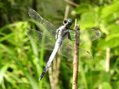 Orthetrum albistylum speciosum,2017-07-16