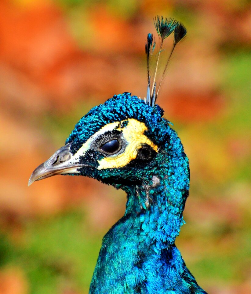 Bill feather pride