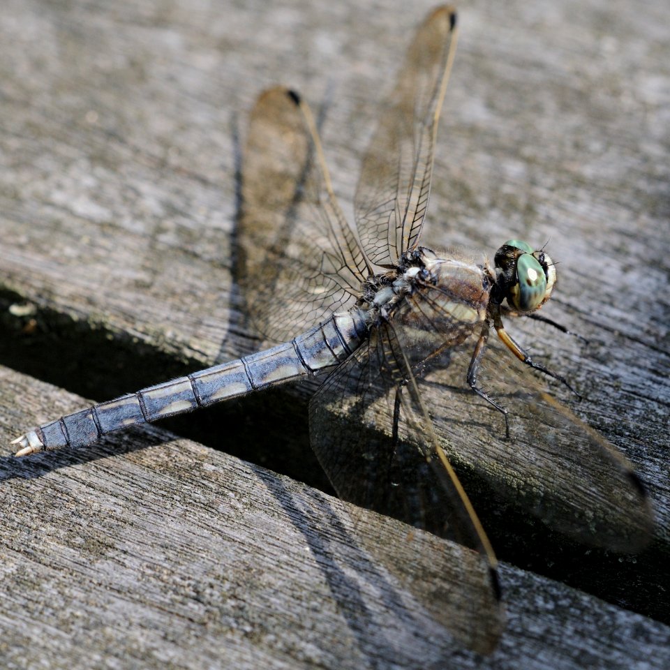 Orthetrum albistylum speciosum(Female,Japan,2018.06.09,b)