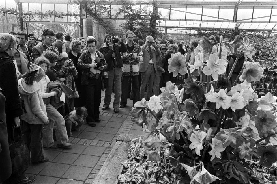 Paasdrukte op Keukenhof, Bestanddeelnr 928-5287