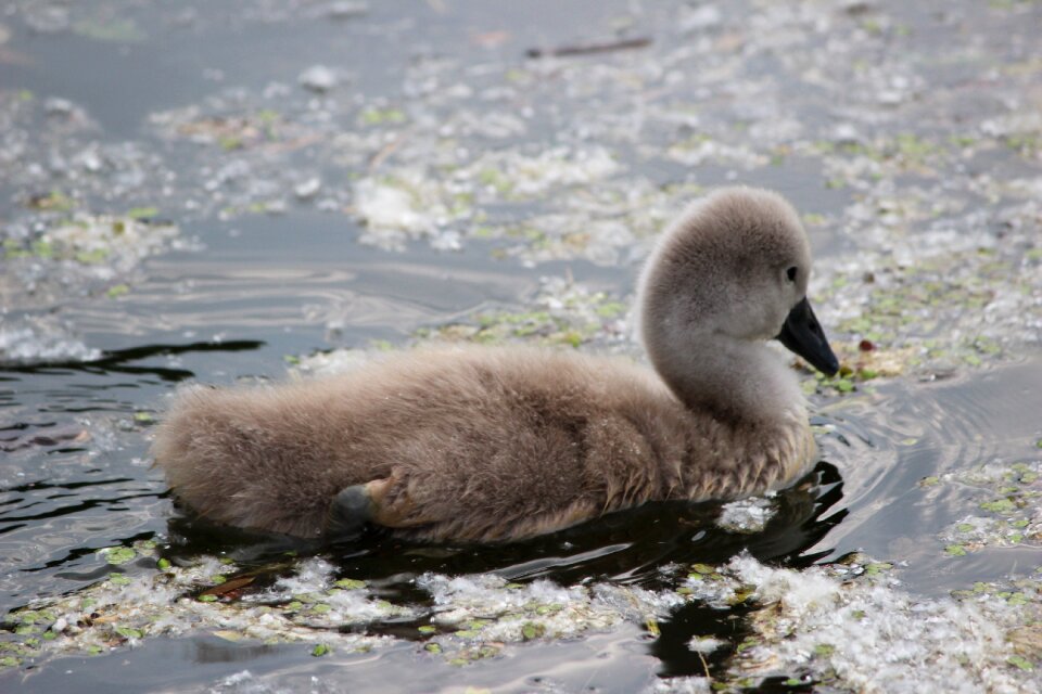 Animal world animal chicks
