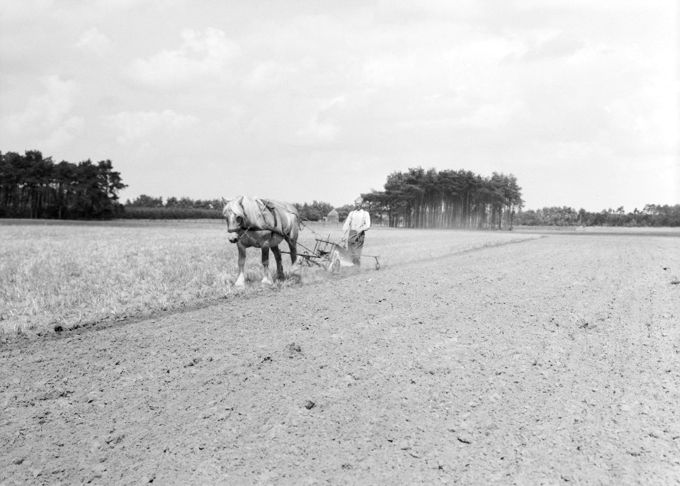 Ontginning, grondbewerking, egaliseren, bezanden, ploegen, boeren, paarden, Bestanddeelnr 159-0500