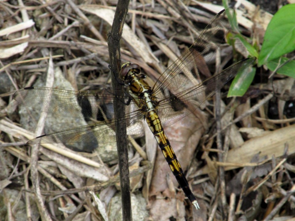 Orthetrum albistylum speciosum,2017-07-01-b