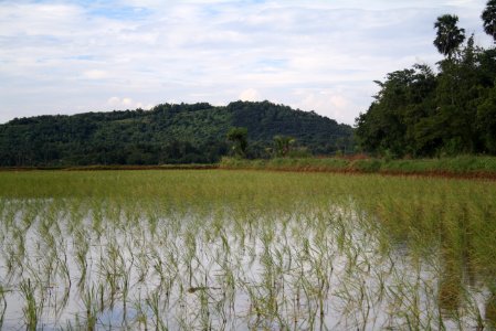 Paddy Fields of Anjumoorthy