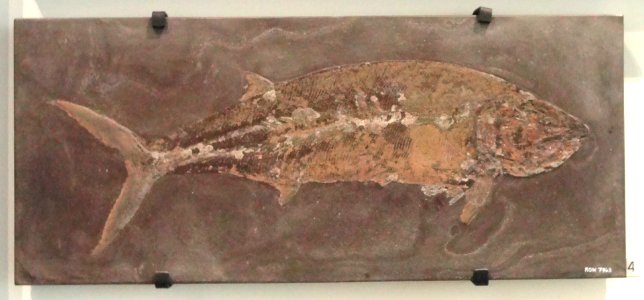 Pachycormus curtus (cast), Hlzmaden, Germany, Early Jurassic - Royal Ontario Museum - DSC09919