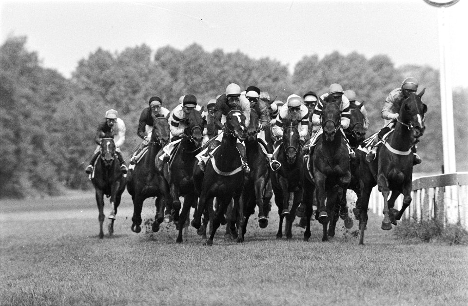 Paardenraces Duindigt 50e derby het gehele veld, Bestanddeelnr 929-8101