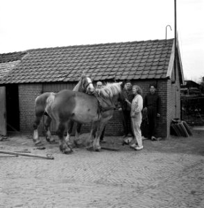 Paarden, Bestanddeelnr 252-1967