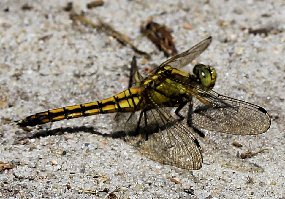 Orthetrum-cancellatum-Gifhorn
