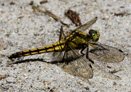 Orthetrum-cancellatum-Gifhorn photo