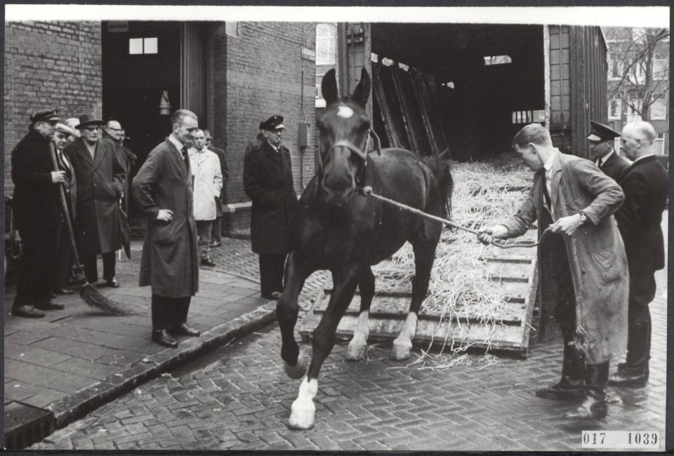 Paarden, huwelijken, Heinekens Brouwerij, Bestanddeelnr 017-1039