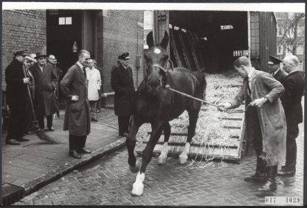 Paarden, huwelijken, Heinekens Brouwerij, Bestanddeelnr 017-1039
