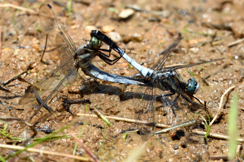 Orthetrum albistylum speciosum(Copulation , Japan , 2020.06.21)