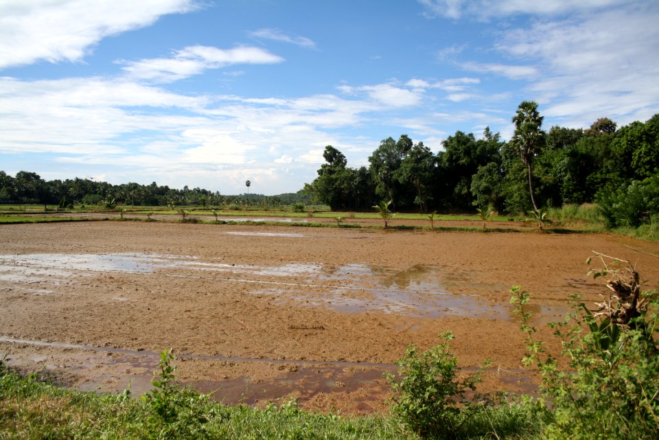 Paddy Fields at Anjumoorthy Mangalam
