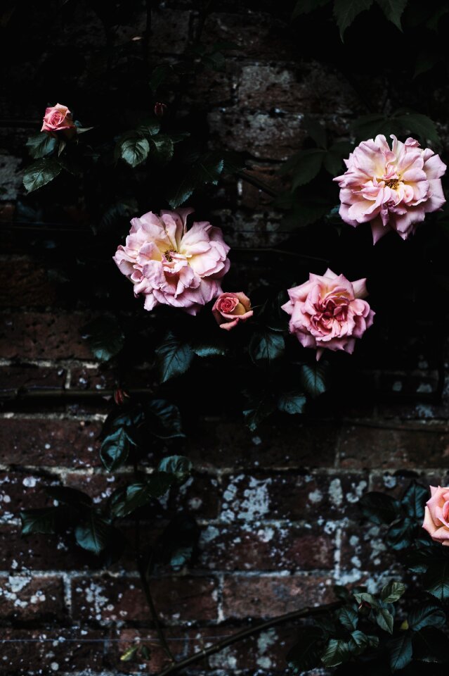 Flower outside wall
