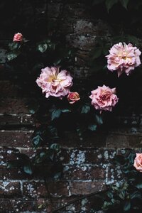 Flower outside wall
