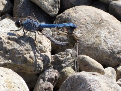 Orthetrum brunneum (Southern Skimmer), Skala Kalloni, Lesbos, Greece