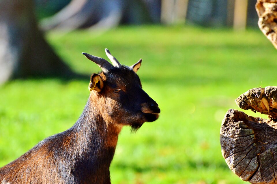 Domestic goat horns goatee photo