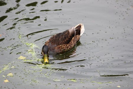 Puddle nature duck photo