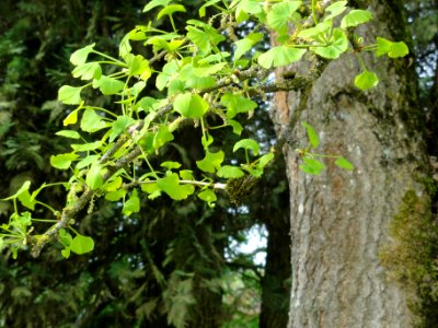 Orgeval (Aisne) Ginkgo Biloba, détail (feuilles, fleurs, écorce)
