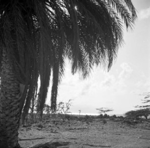 Palm Beach op Aruba, Bestanddeelnr 252-7957
