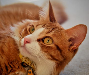 Orange Tabby photo