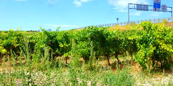 Ollauri - viñedos en agosto 01