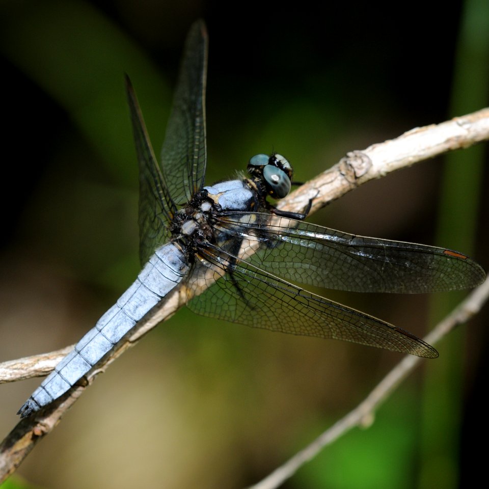 Orthetrum japonicum(Male,Japan,2018.05.25)
