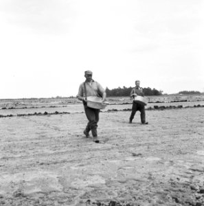 Ontginning, grondbewerking, egaliseren, bezanden, ruilverkavelingen, arbeiders, , Bestanddeelnr 159-0367
