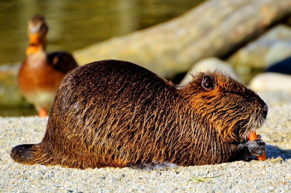 Species of rodent waters animal