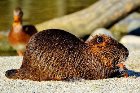 Species of rodent waters animal
