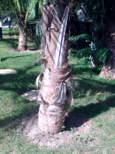 Palm stem
