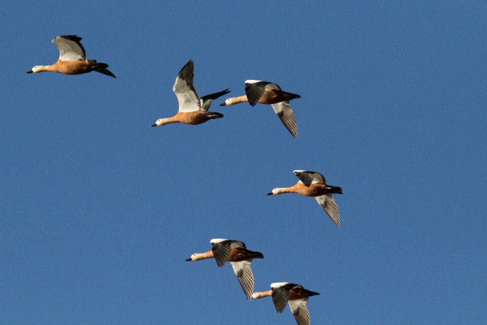Wildlife bird outdoors