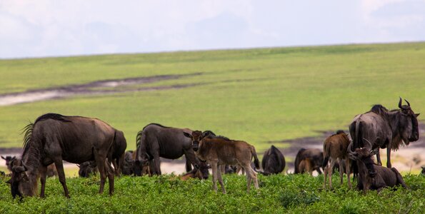 Nature africa park