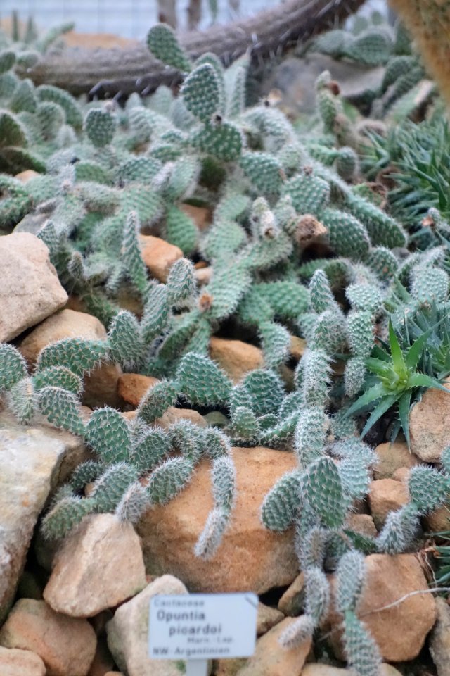 Opuntia picardoi - Botanischer Garten, Dresden, Germany - DSC08835